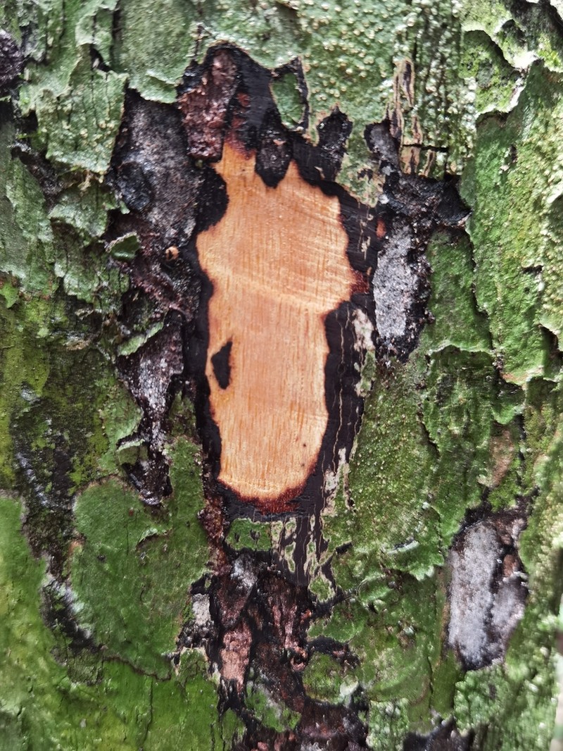 Diospyros gabunensis photo 2