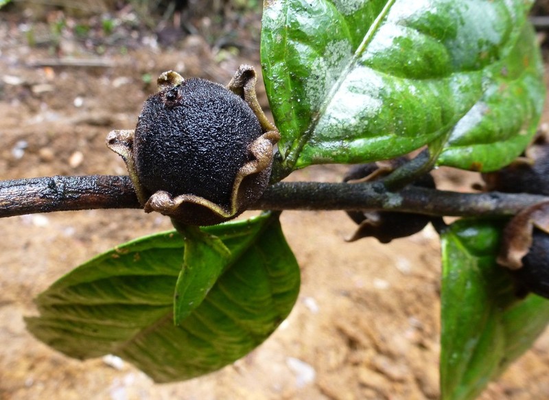 Diospyros gabunensis photo 3