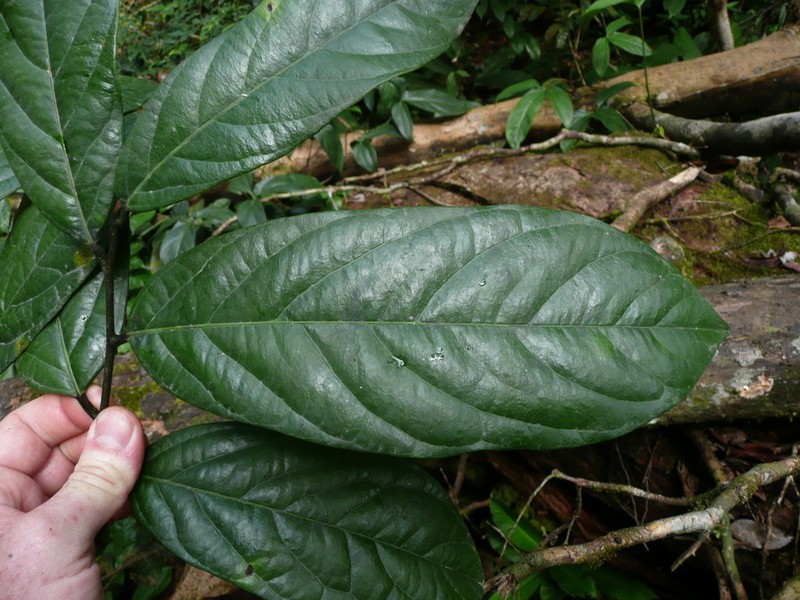 Diospyros gabunensis photo 4