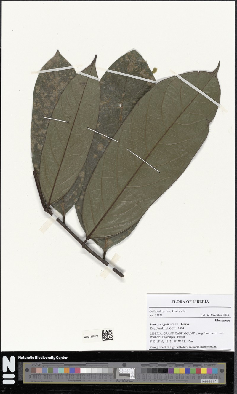 Diospyros gabunensis photo 5