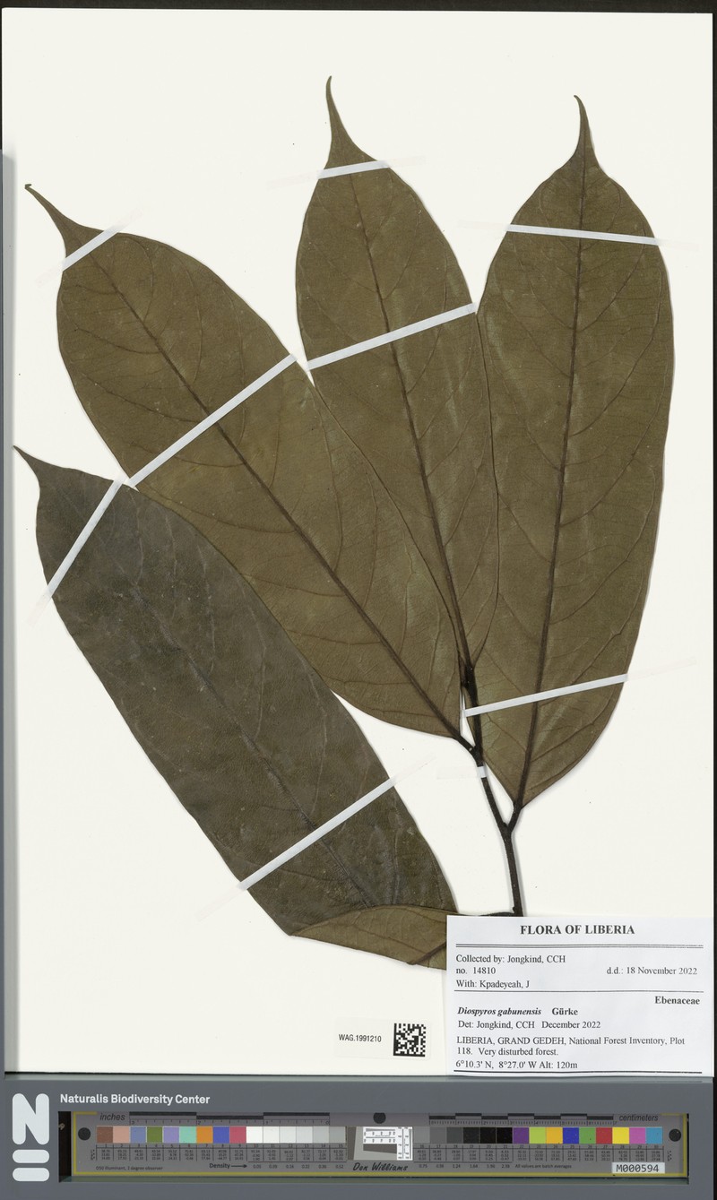 Diospyros gabunensis photo 6