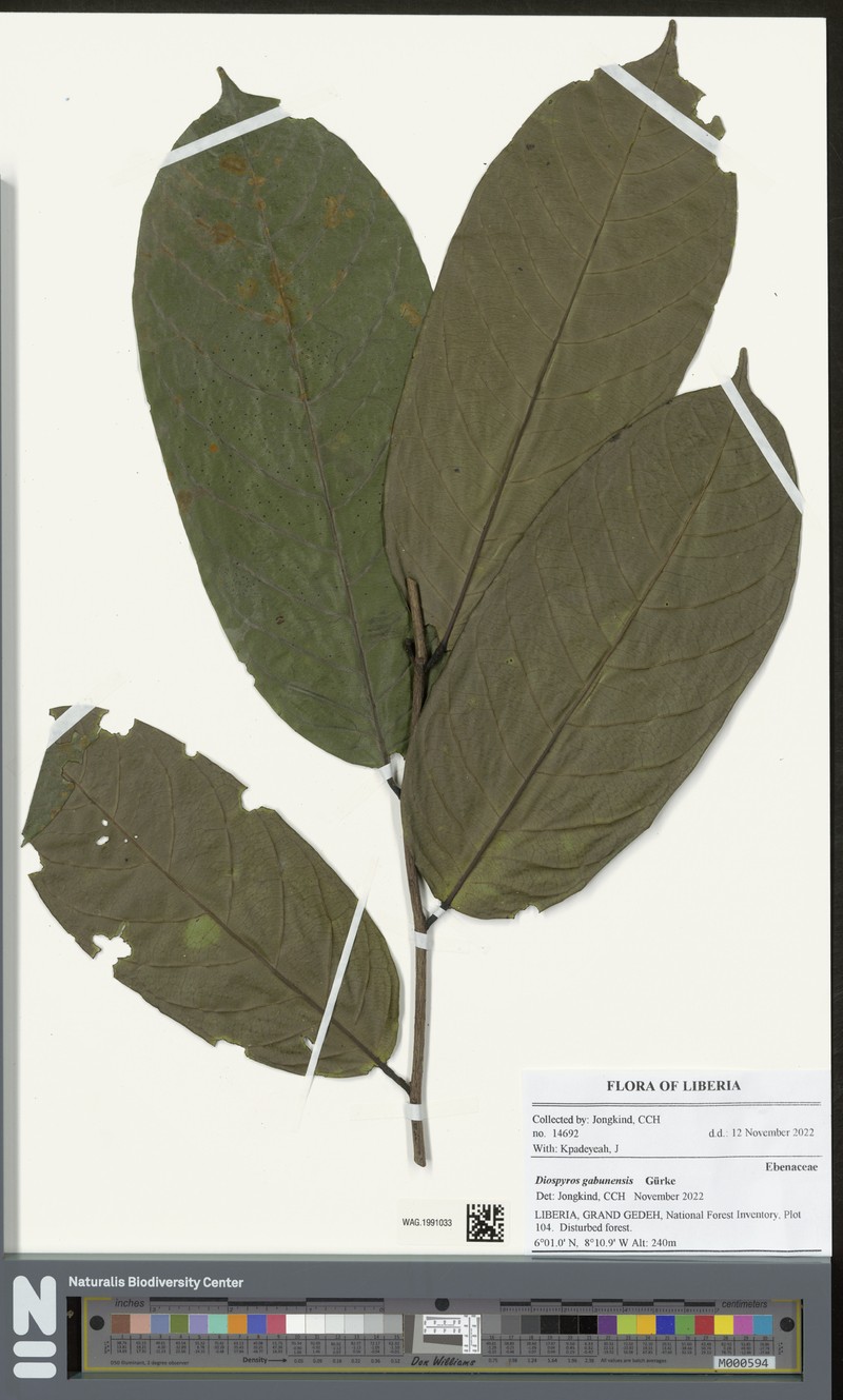 Diospyros gabunensis photo 7