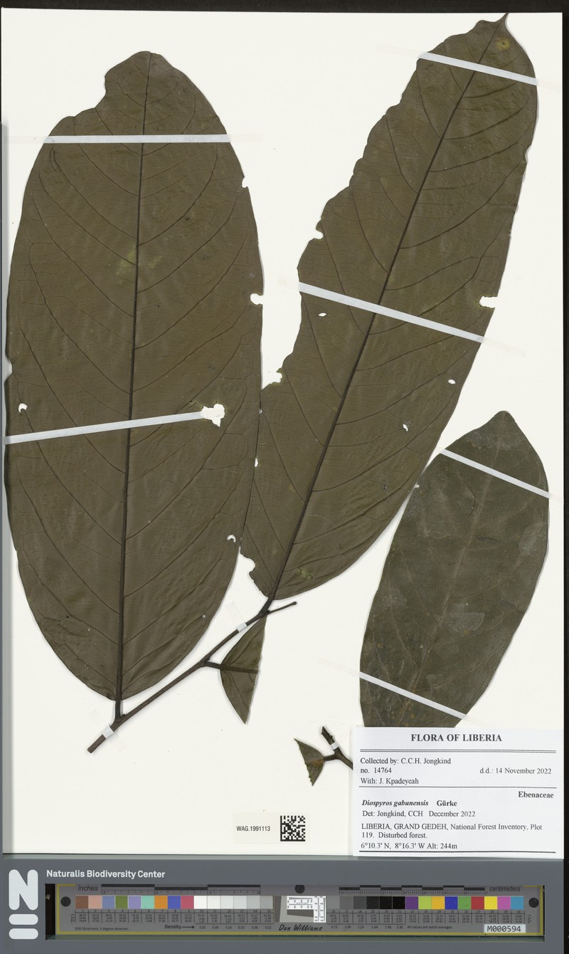Diospyros gabunensis photo 8