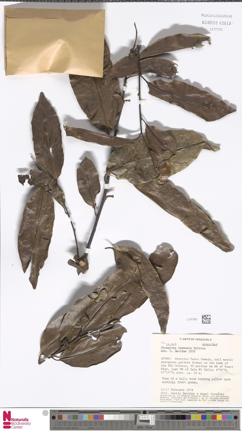Diospyros gallo