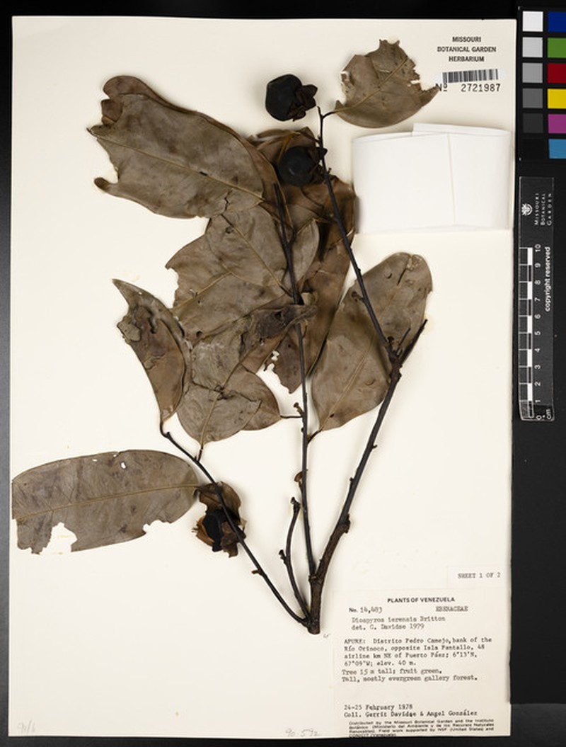 Diospyros gallo photo 2