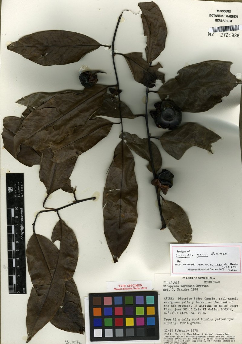 Diospyros gallo photo 3