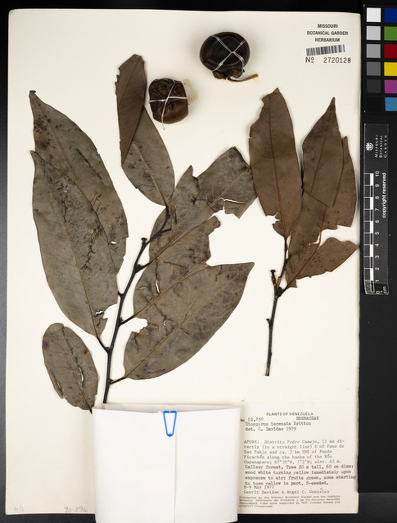 Diospyros gallo photo 4