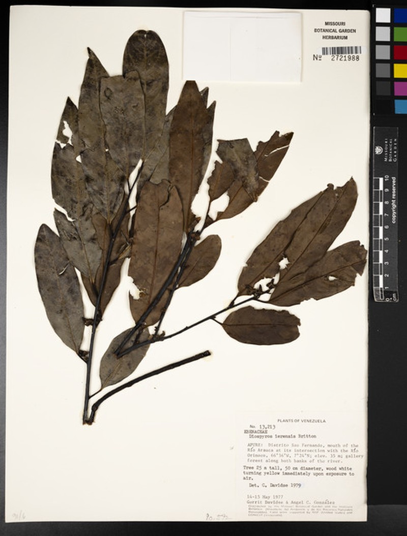 Diospyros gallo photo 5