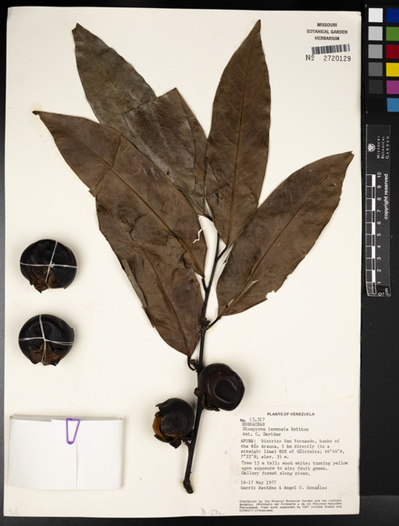 Diospyros gallo photo 6