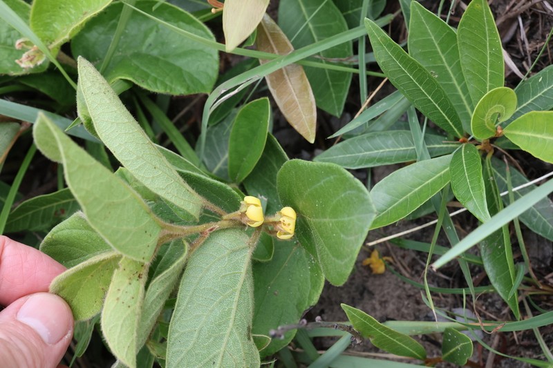 Diospyros galpinii