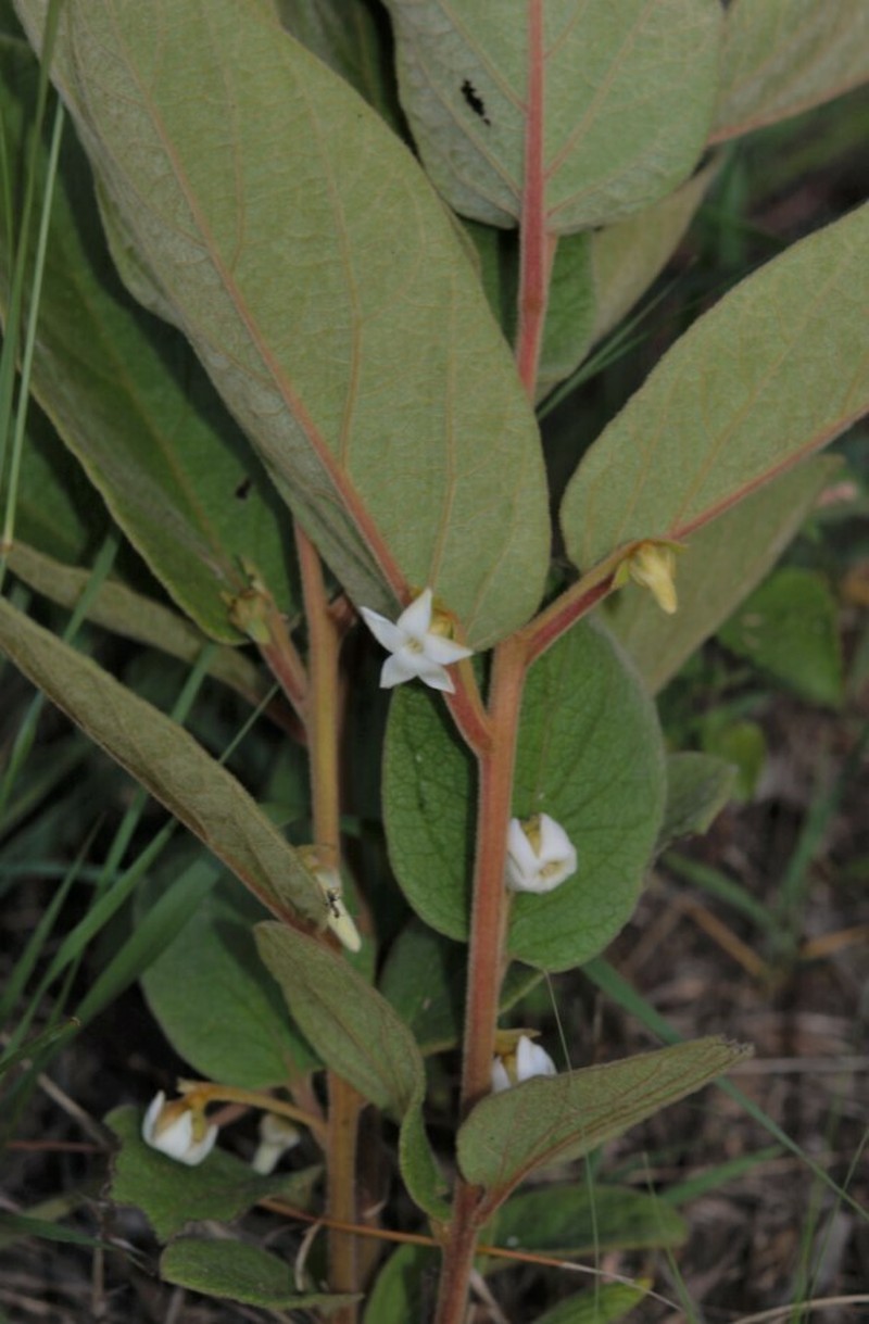 Diospyros galpinii photo 2