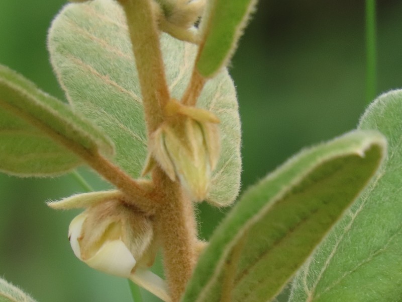 Diospyros galpinii photo 3