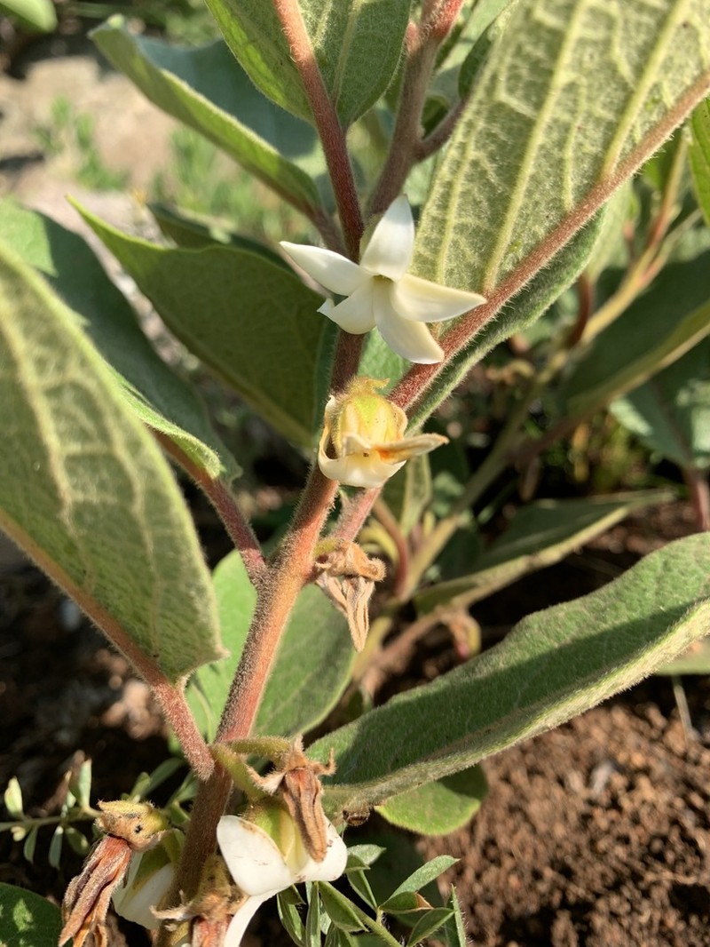 Diospyros galpinii photo 4