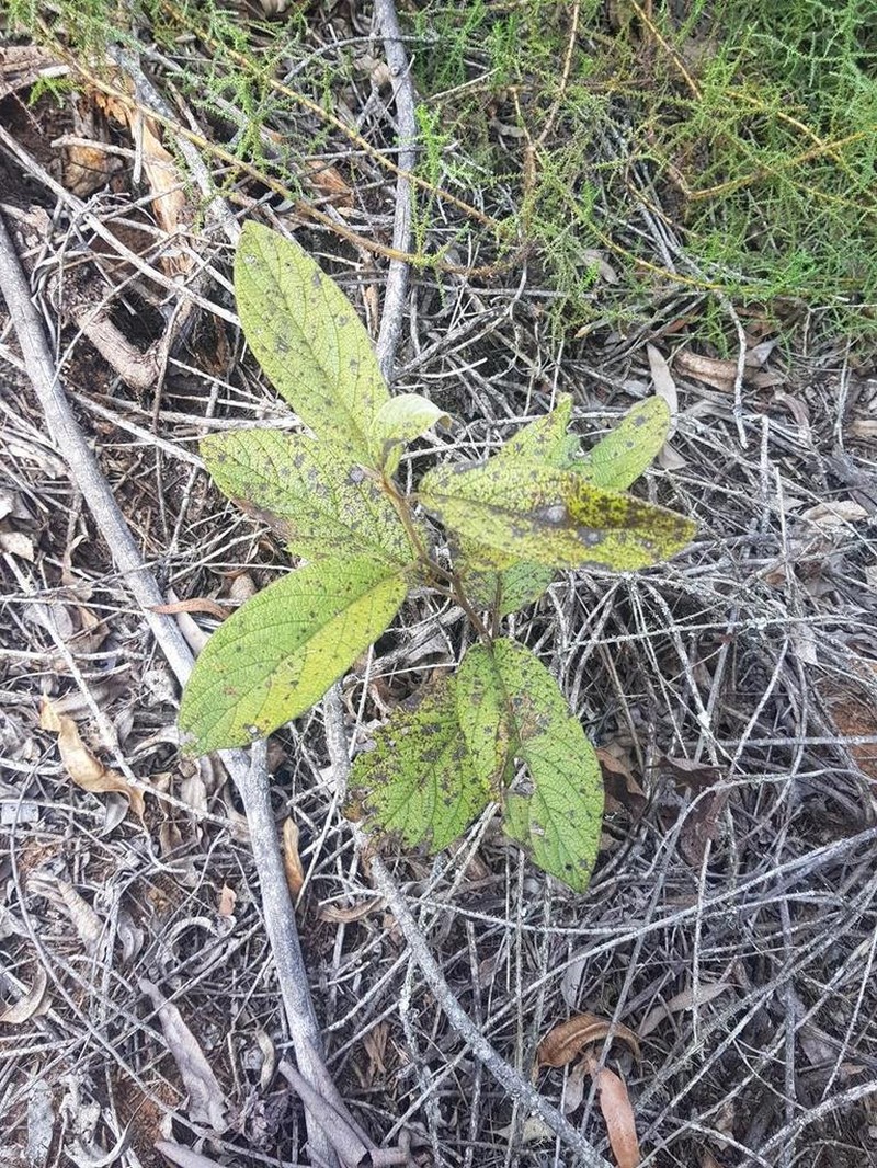 Diospyros galpinii photo 5