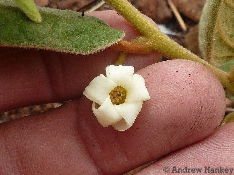 Diospyros galpinii photo 6