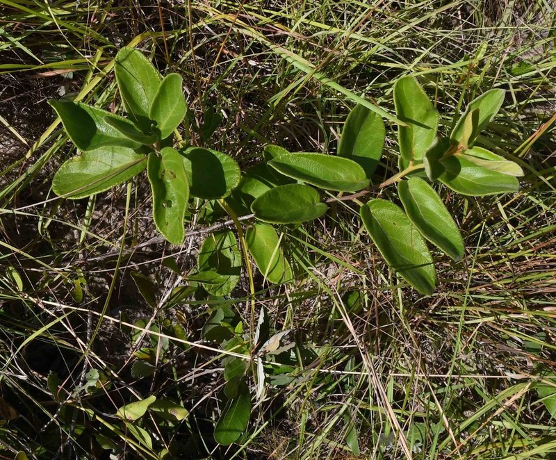 Diospyros galpinii photo 8