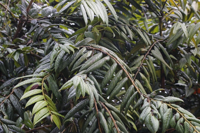 Diospyros gaultheriifolia