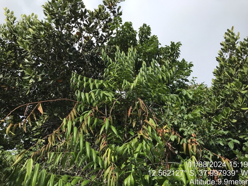 Diospyros gaultheriifolia photo 2