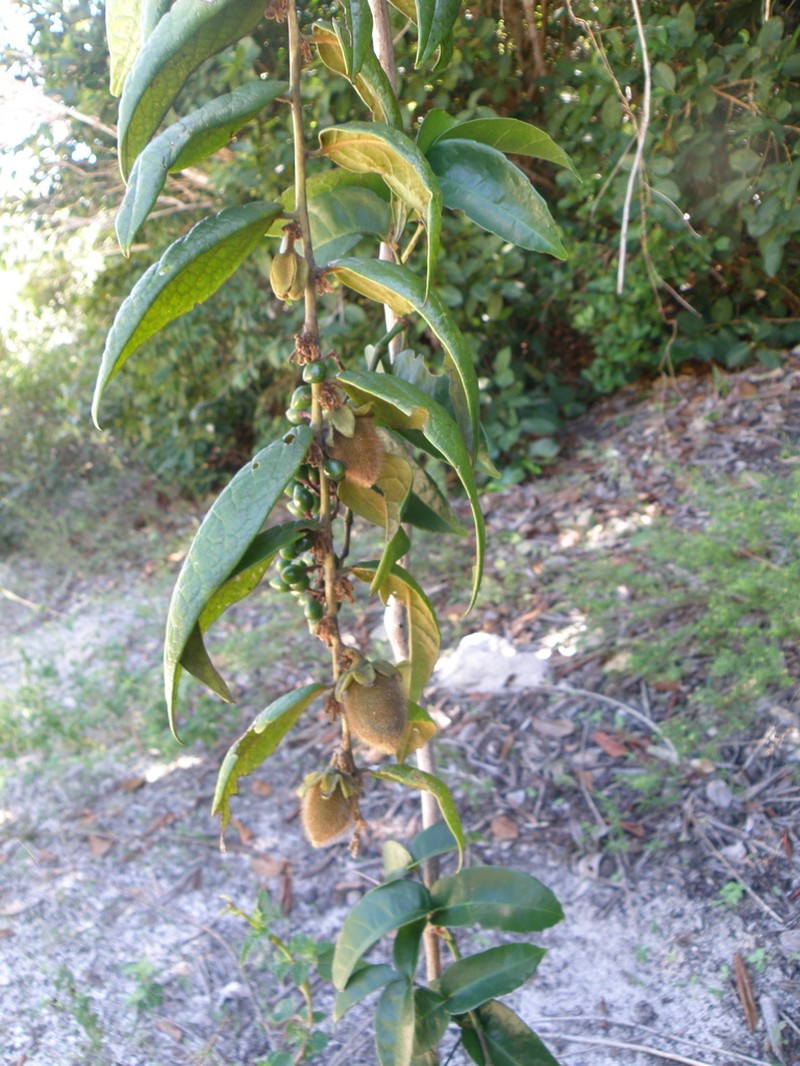 Diospyros gaultheriifolia photo 3