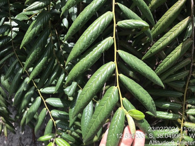 Diospyros gaultheriifolia photo 4