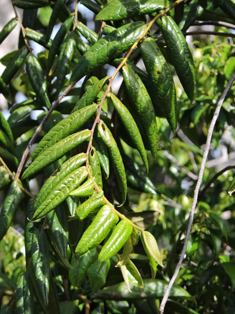 Diospyros gaultheriifolia photo 5