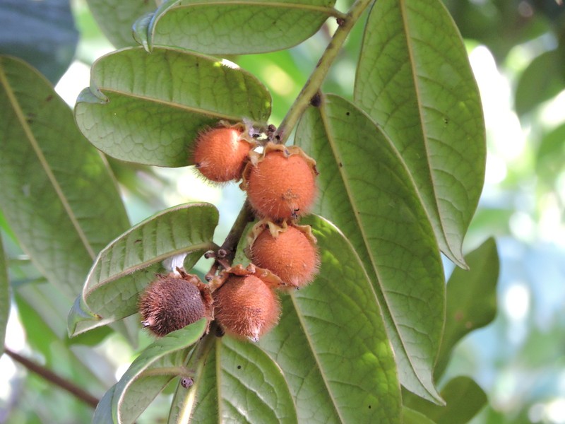 Diospyros gaultheriifolia photo 6