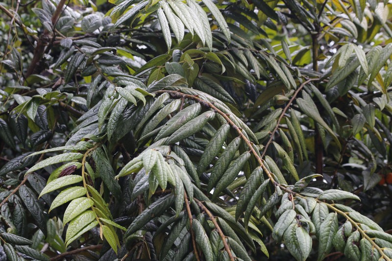 Diospyros gaultheriifolia photo 7