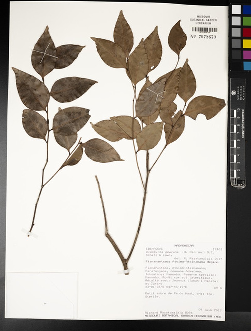 Diospyros geayana