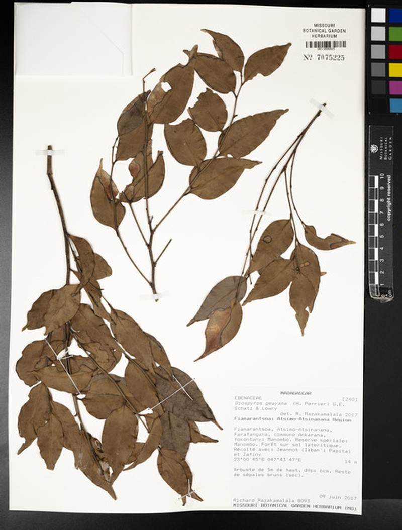 Diospyros geayana photo 2