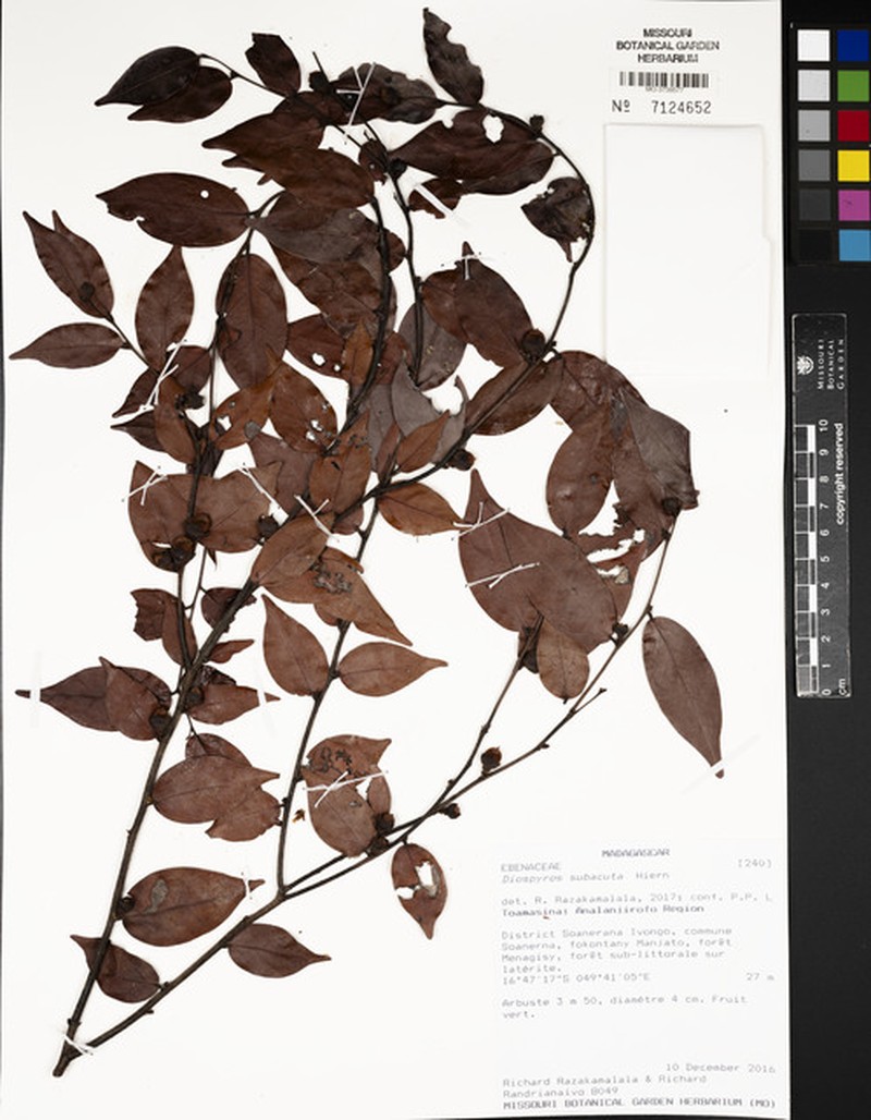 Diospyros geayana photo 3