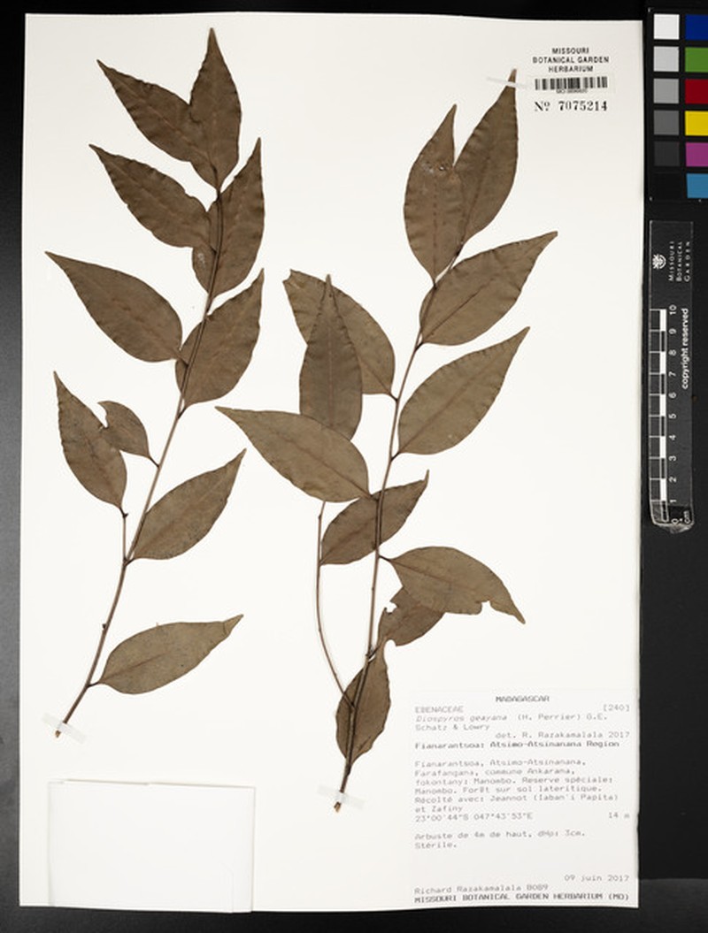 Diospyros geayana photo 4