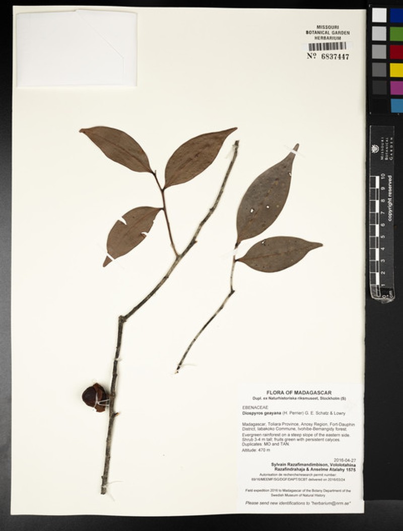 Diospyros geayana photo 5