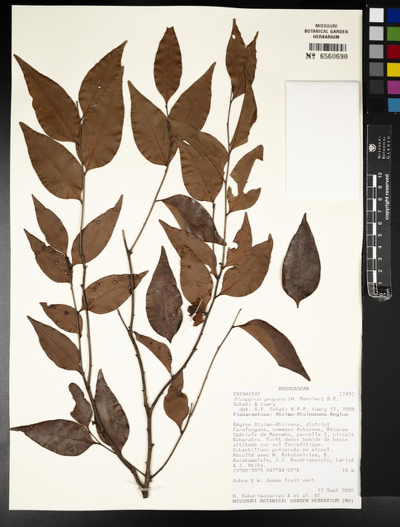 Diospyros geayana photo 6