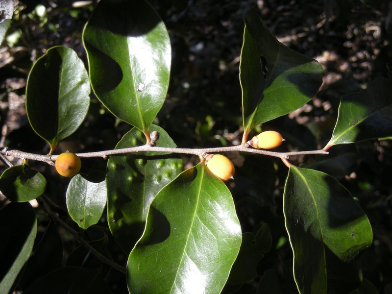 Diospyros geminata photo 2