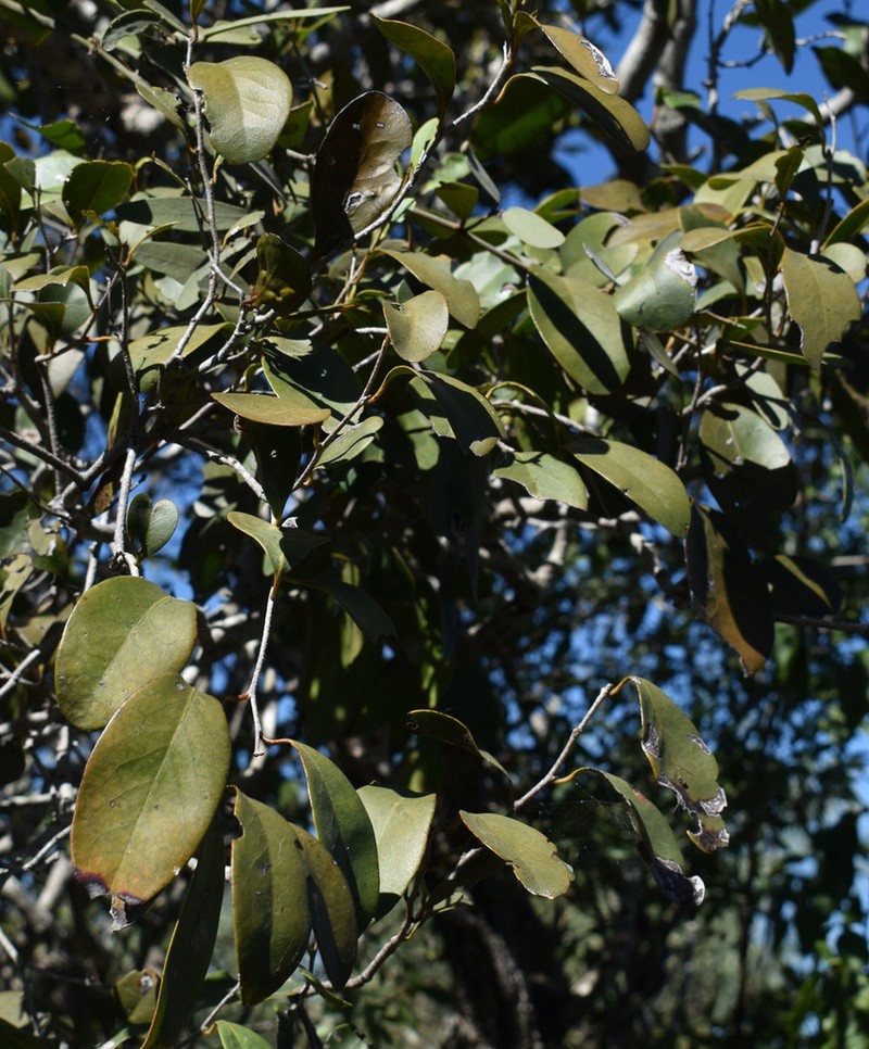 Diospyros geminata photo 3