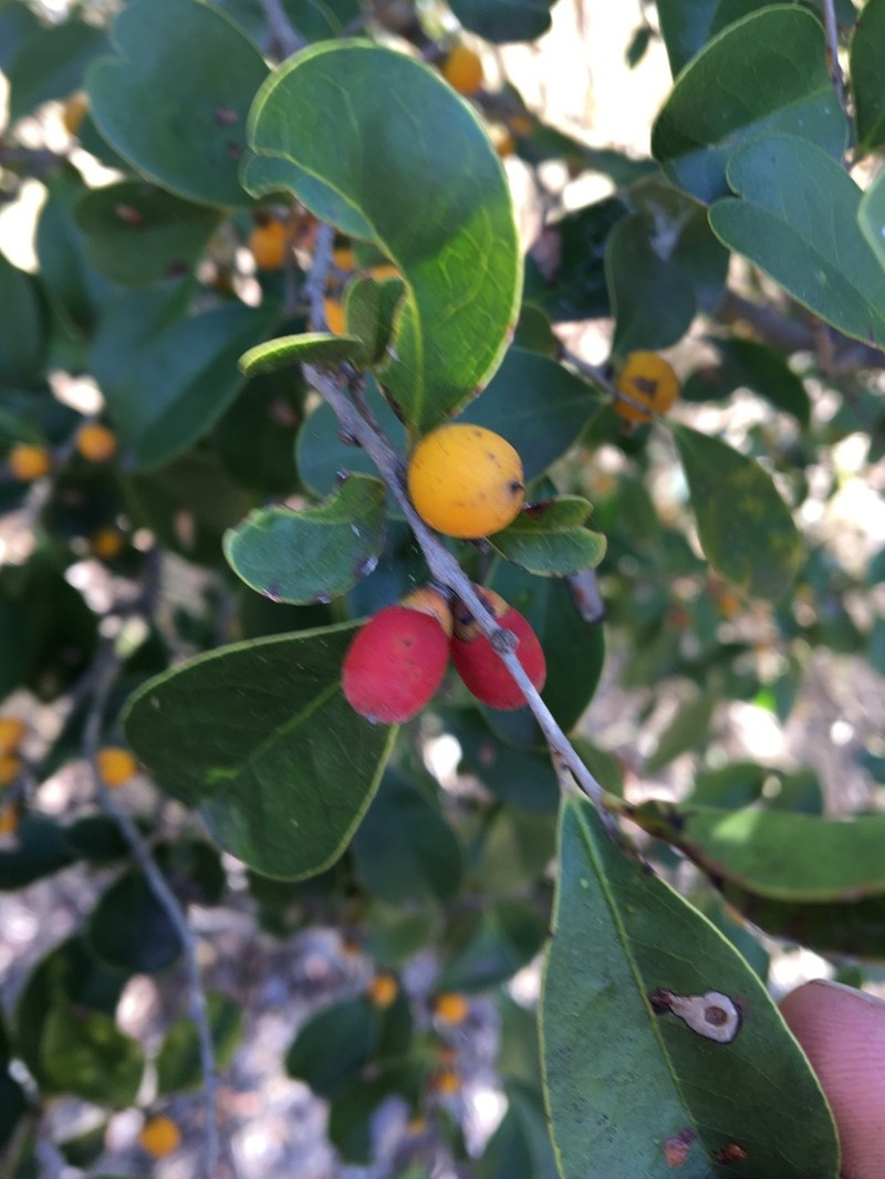 Diospyros geminata photo 4