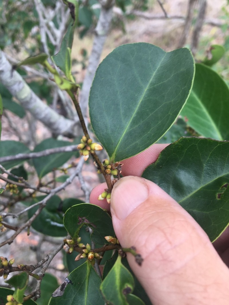 Diospyros geminata photo 5