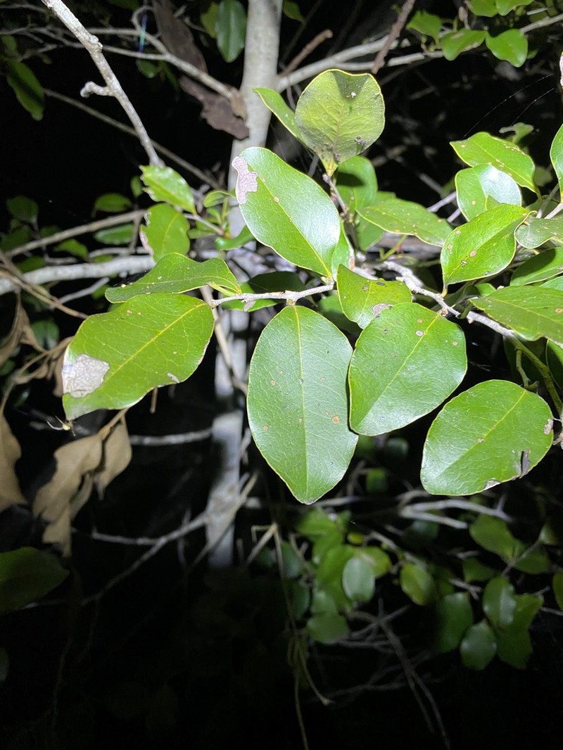 Diospyros geminata photo 6