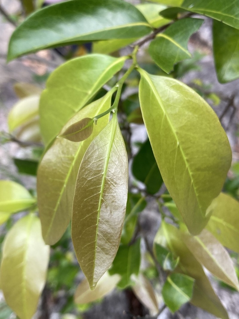 Diospyros geminata photo 7