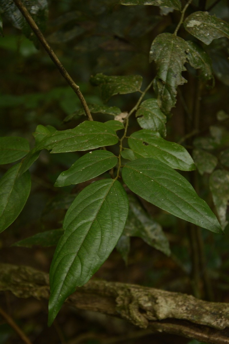 Diospyros ghatensis