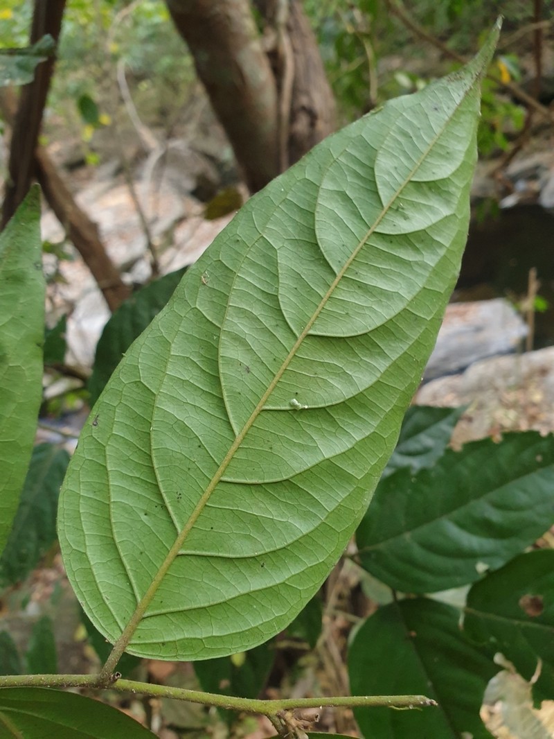 Diospyros ghatensis photo 2