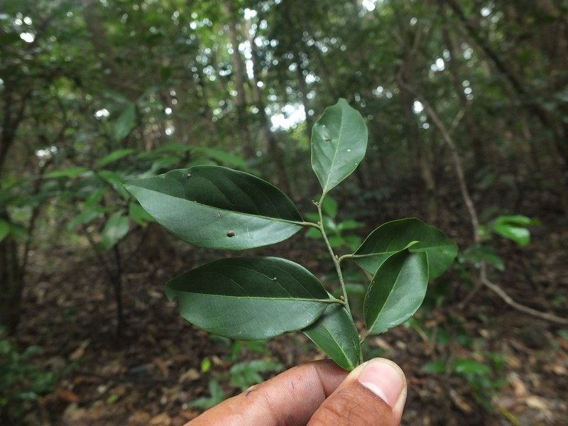 Diospyros ghatensis photo 3