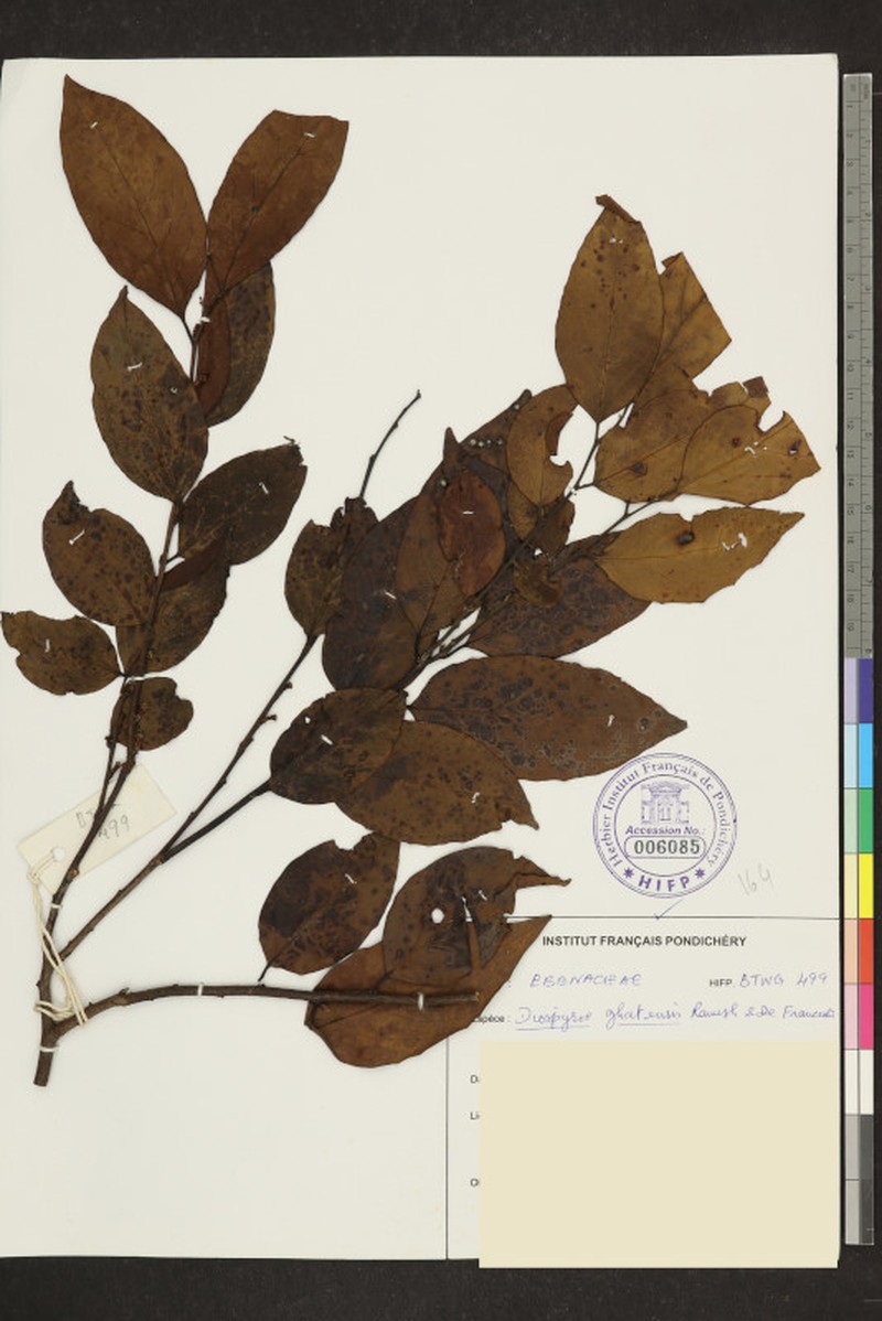 Diospyros ghatensis photo 5