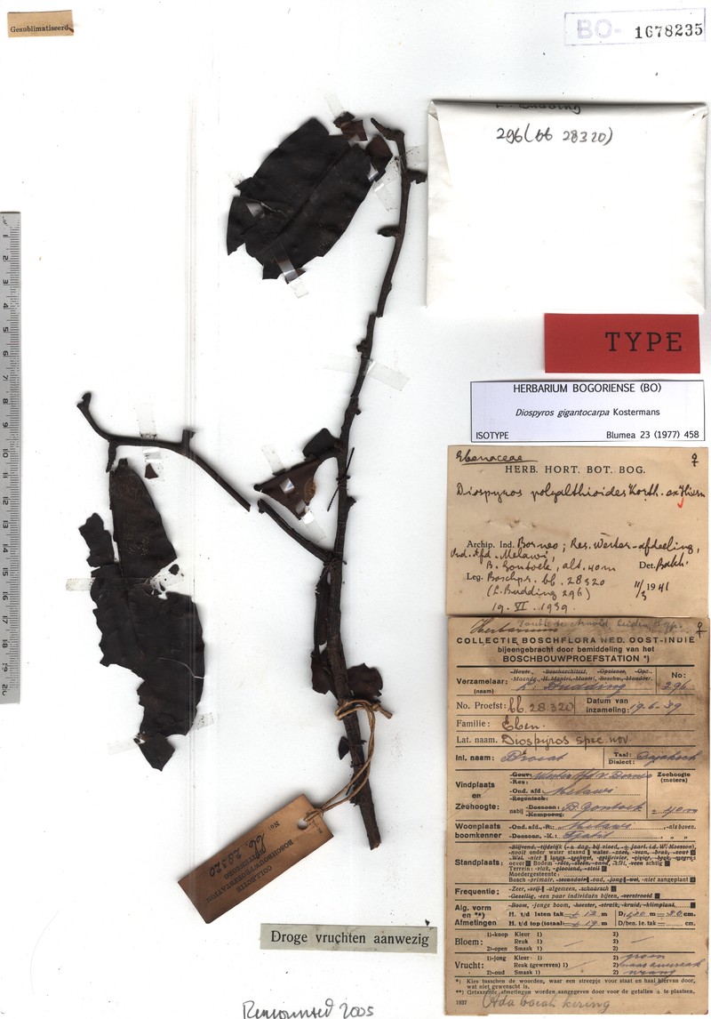 Diospyros gigantocarpa
