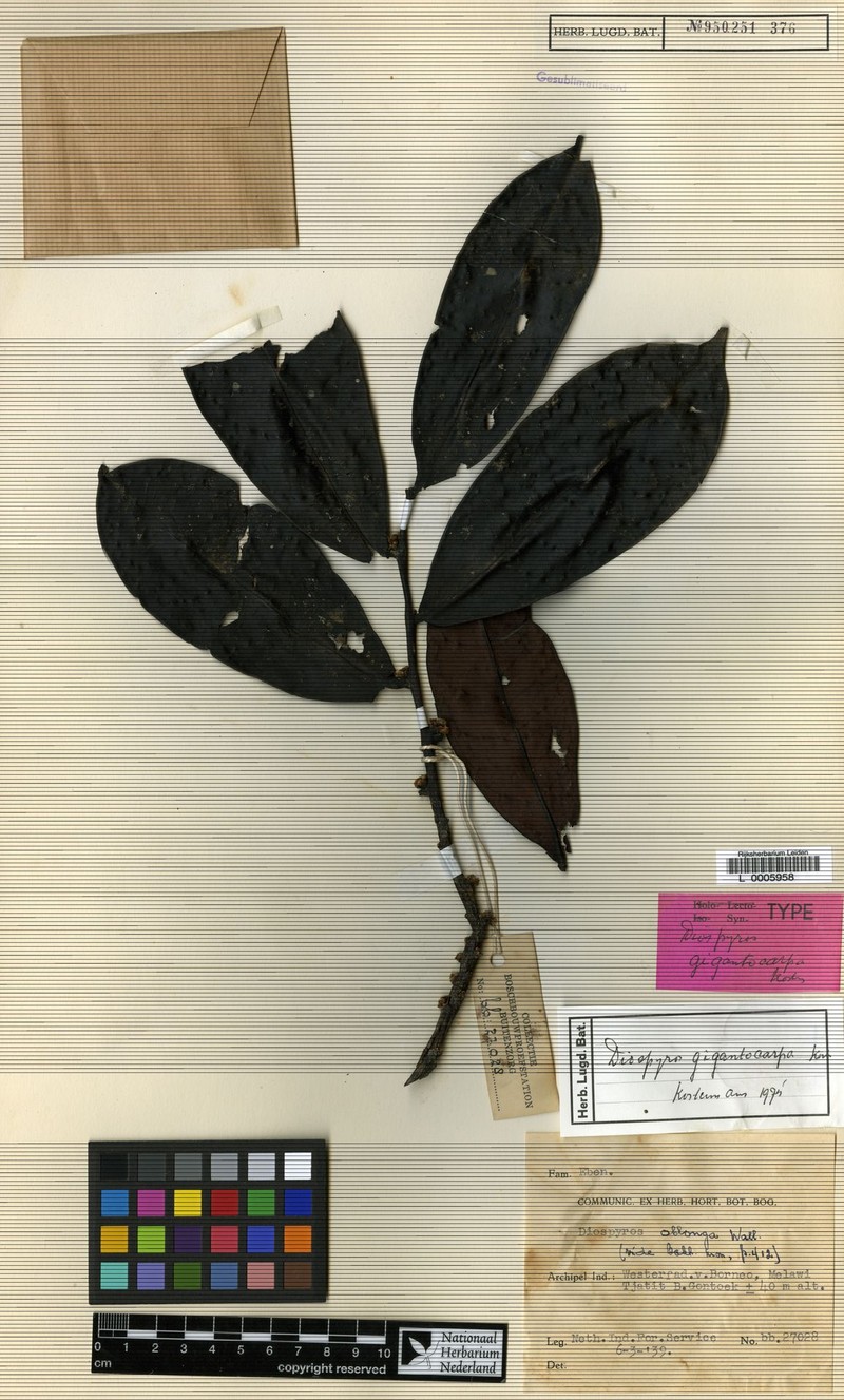 Diospyros gigantocarpa photo 2