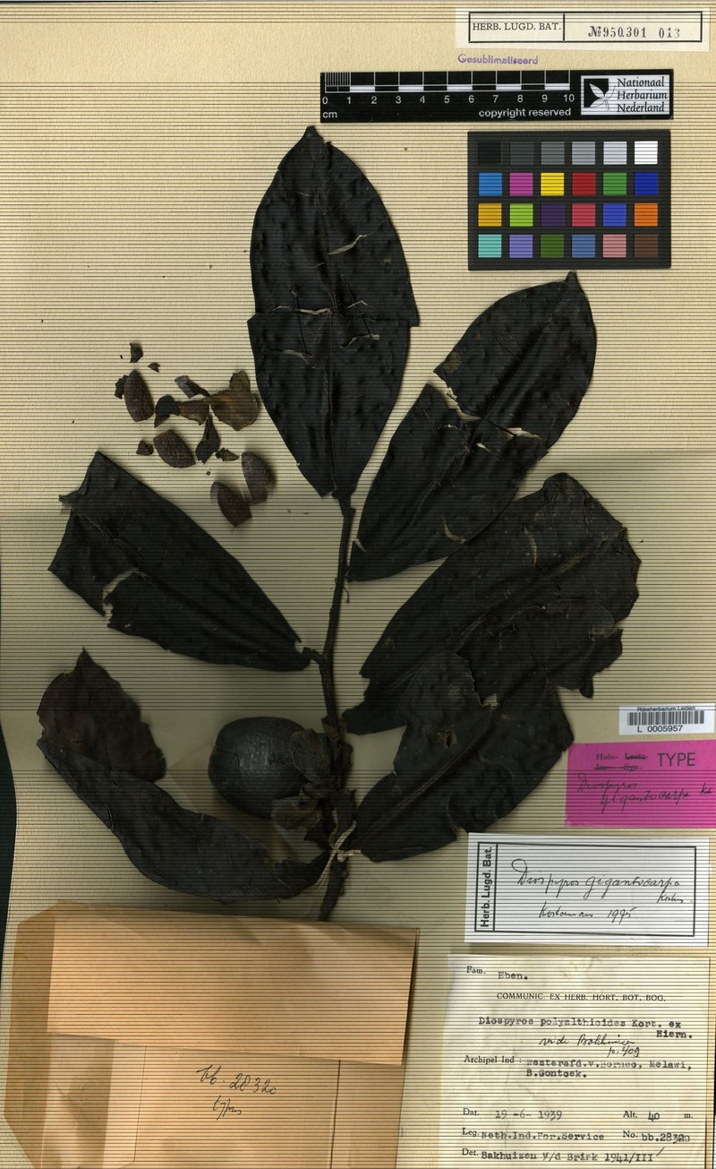 Diospyros gigantocarpa photo 3