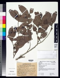 Diospyros gillespiei
