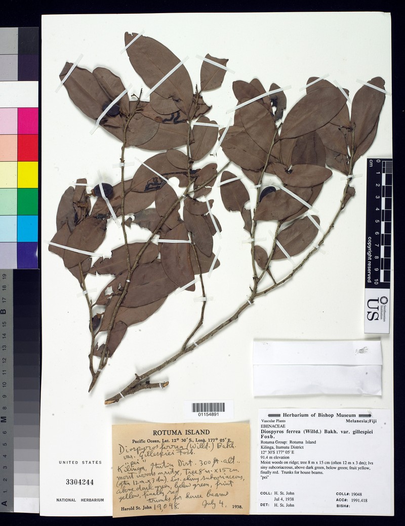 Diospyros gillespiei