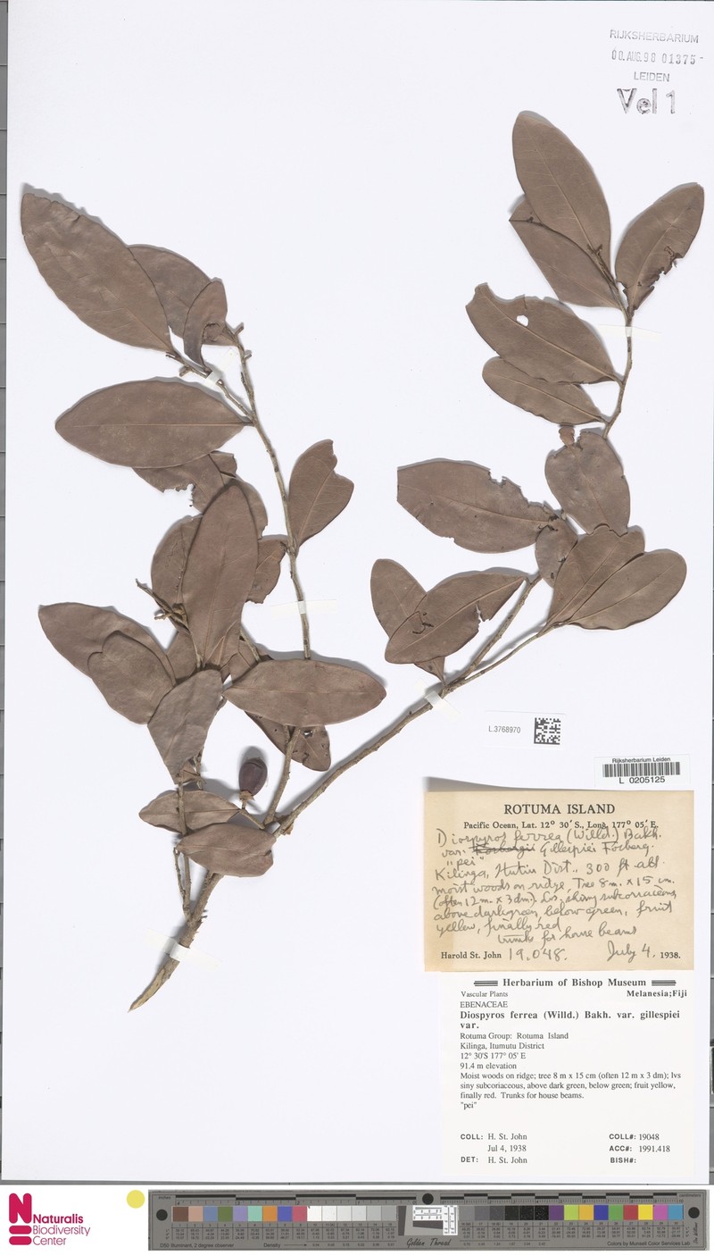 Diospyros gillespiei photo 2