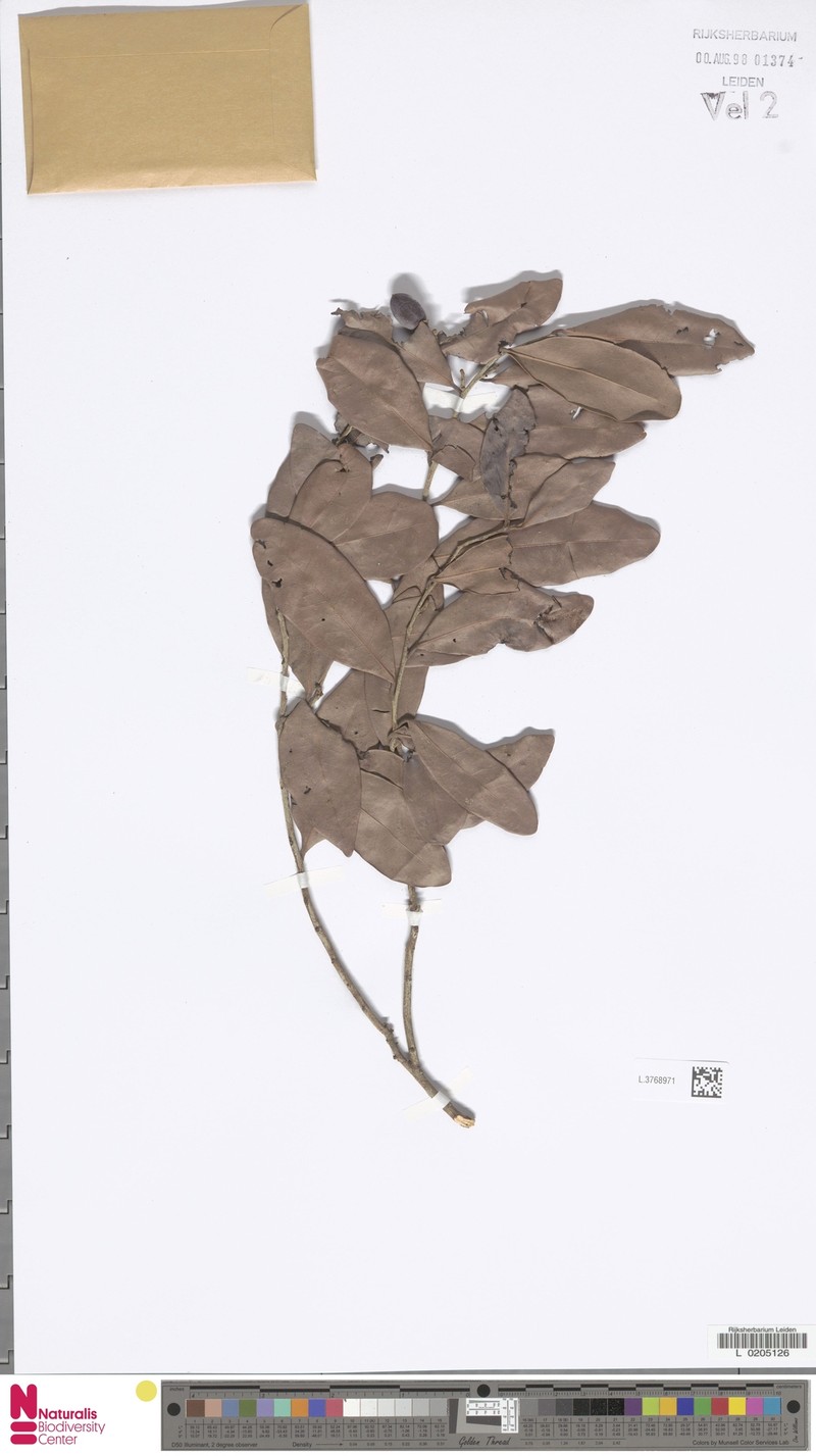 Diospyros gillespiei photo 3